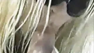 Mergina su didžiuliais papais dejuos nuo gilaus įsiskverbimo tarp storo sutuoktinio varpos kojų. Jie filmuoja mėgėjišką seksą ir jo metu draugo bagažinė prasiskverbia giliai į jos pūlingą, iš kurios mėgaujasi visi.  Jų naminis gaujos sprogimas jie filmuoja vienas kitą fotoaparatu, tada žiūri kartu ir vėl dulkinasi.